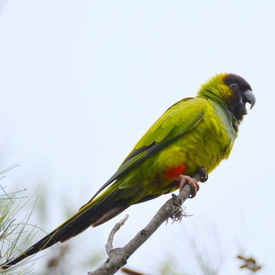 Green-Cheeked Parakeet